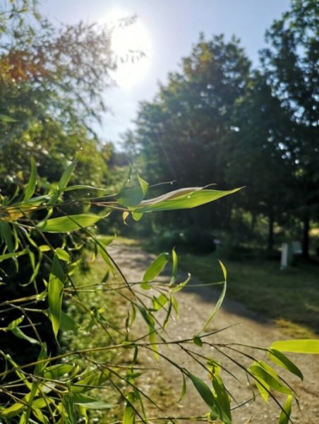 Foto eines Buschs auf dem Wir-Bauen-Zukunft Gelände mit Tautropfen.